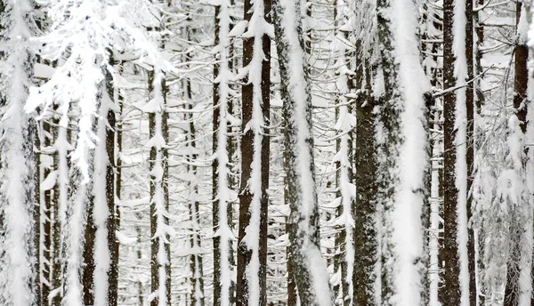 Ένα Όμορφο Χειμερινό Τοπίο Στο Δάσος Ψηλά Γυμνά Δέντρα — Φωτογραφία Αρχείου