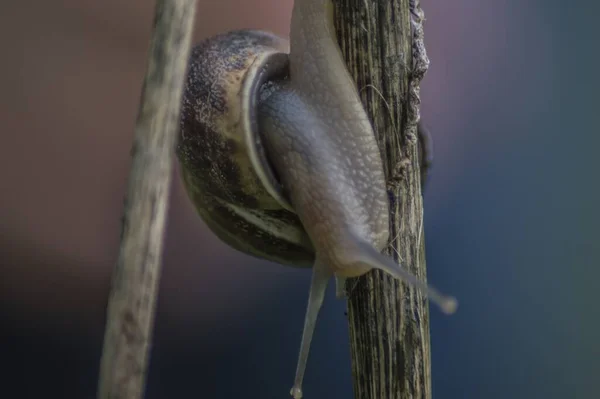 나뭇가지 달팽이의 매크로 — 스톡 사진