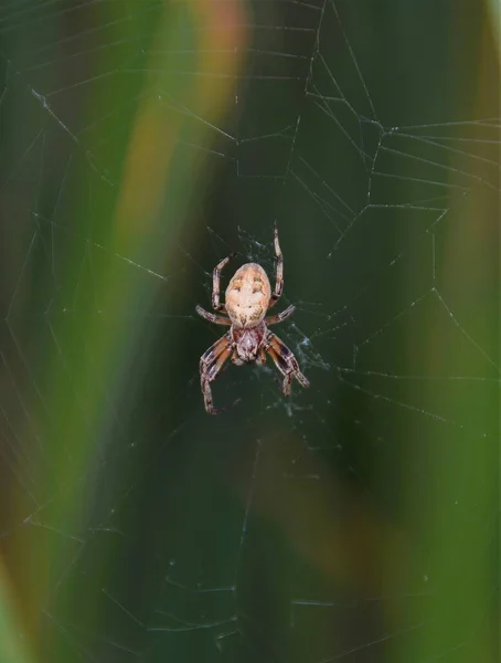 蜘蛛在其网页上带有模糊绿色背景的有选择的焦距照片 — 图库照片