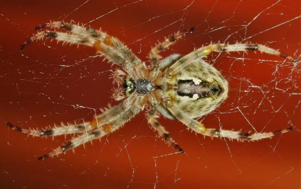 Gros Plan Araignée Jardin Européenne Sur Toile — Photo