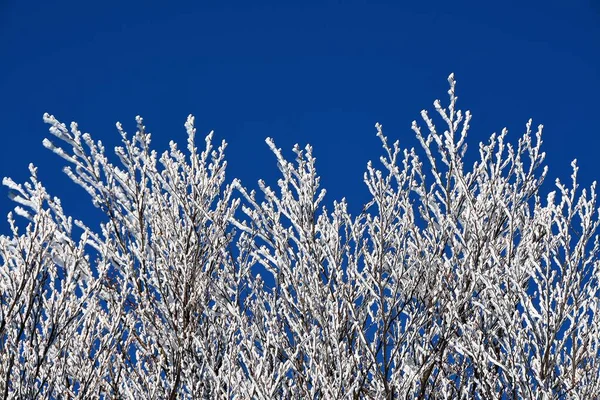 Low Angle Shot Beautiful Frozen Tree Branches Clear Blue Sky — Stock Photo, Image