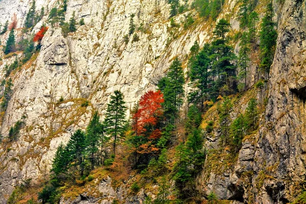 Горный Осенний Пейзаж Красочными Деревьями — стоковое фото