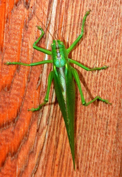 Sebuah Tettigonia Hijau Viridissima Serangga Dekat — Stok Foto