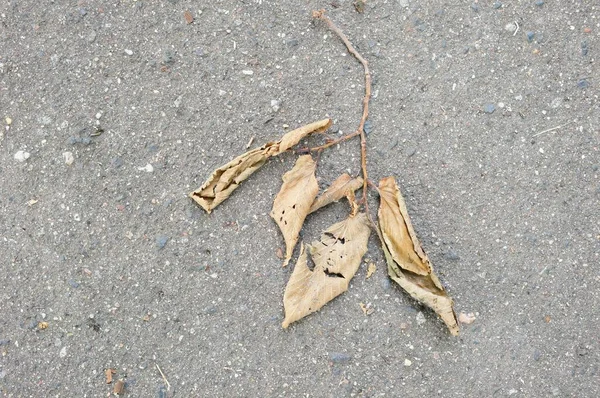 Eine Nahaufnahme Von Trockenen Blättern Auf Dem Boden — Stockfoto