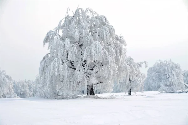 Arbre Recouvert Neige Dans Vallée Enneigée Avec Fond Blanc — Photo