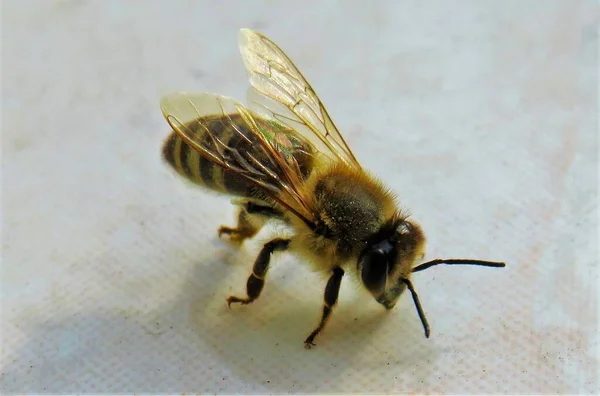Detailní Záběr Včely Bílém Povrchu — Stock fotografie