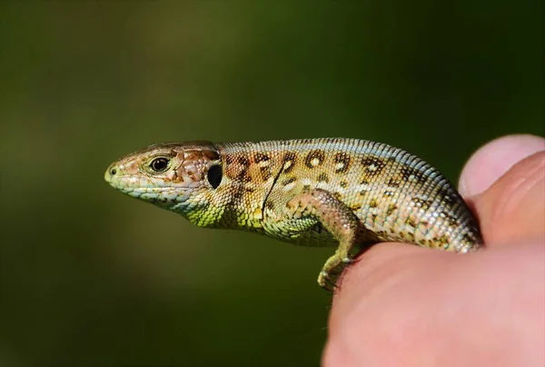 Lagarto Nas Mãos Uma Pessoa Ambiente Natural — Fotografia de Stock