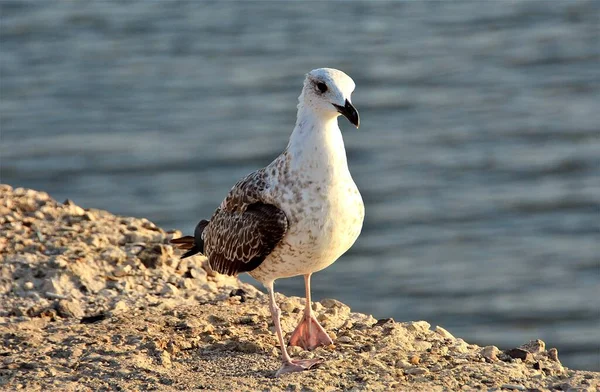 Gabbiano Bianco Nero Piedi Una Pietra Mare Sullo Sfondo Sfocato — Foto Stock