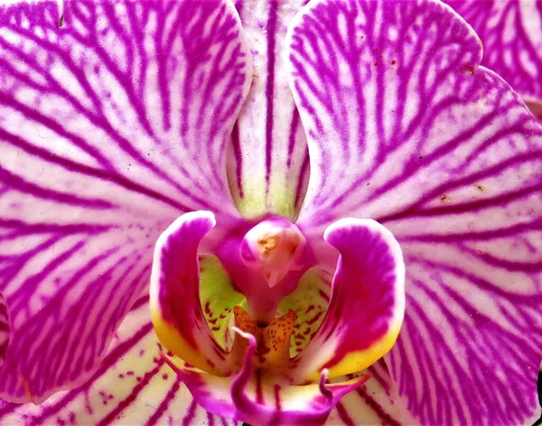 紫色和白色兰花花瓣内部的选择性聚焦镜头 — 图库照片