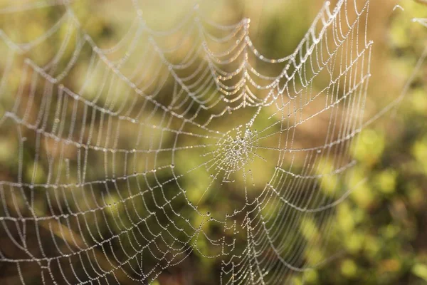 Toile Araignée Avec Gouttes Eau Dans Forêt — Photo