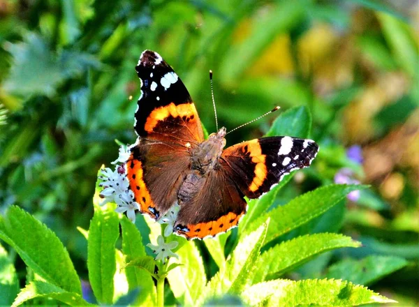 Vanessa Atalanta Borboleta Uma Flor — Fotografia de Stock