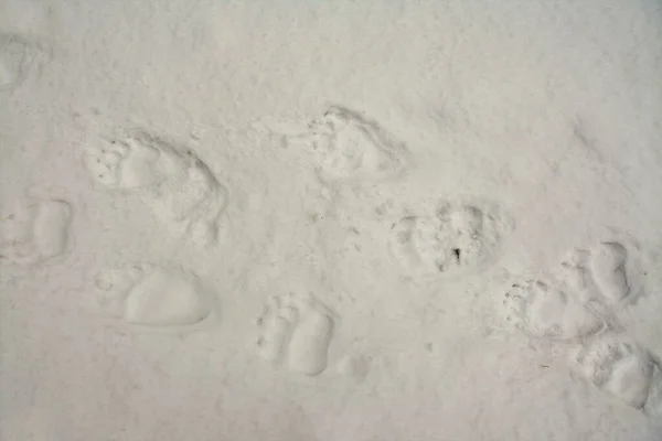 白い雪の上にクマの足跡のトップビュー — ストック写真