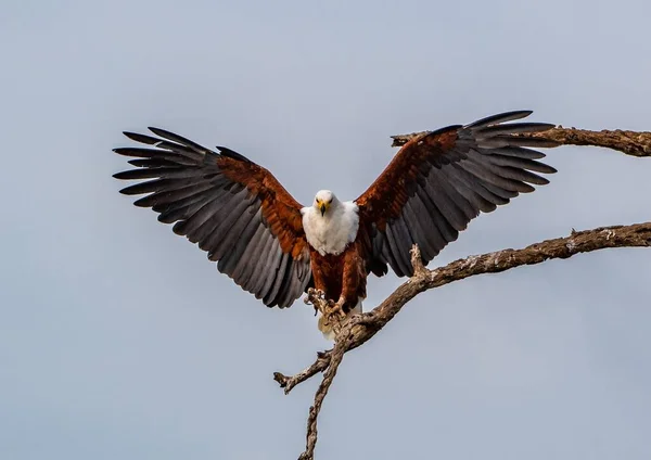 Tiro Perto Uma Águia Peixe Africana Voadora Pousando Uma Árvore — Fotografia de Stock