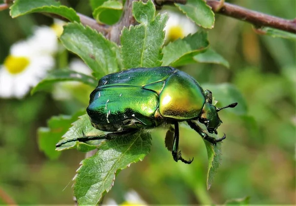 Cetonia Aurata Bug Flower — Stock fotografie