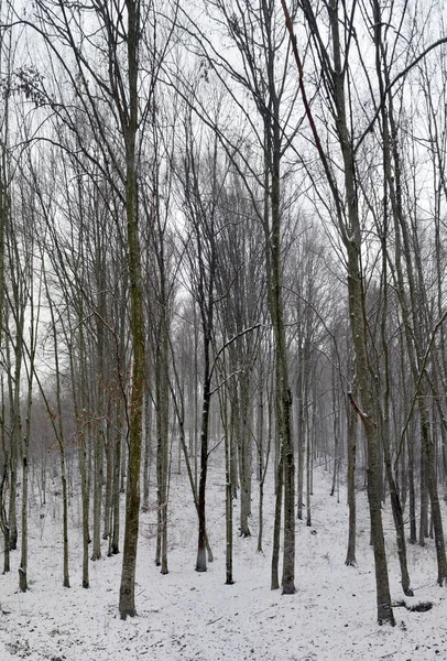 Eine Faszinierende Landschaft Eines Weges Der Von Vielen Grünen Bäumen — Stockfoto