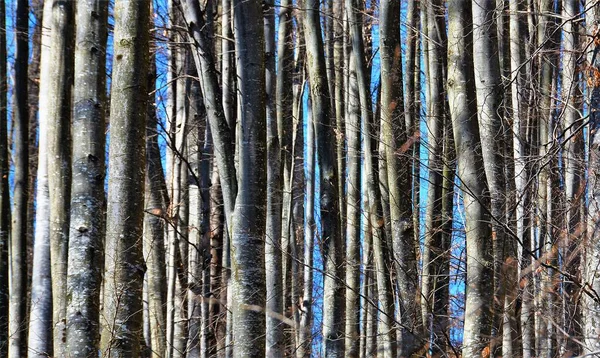 Skog Med Hel Del Höga Kala Träd Perfekt För Natur — Stockfoto