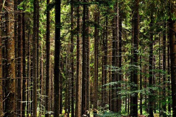 Tiro Ângulo Alto Das Belas Árvores Verdes Capturadas Uma Floresta — Fotografia de Stock