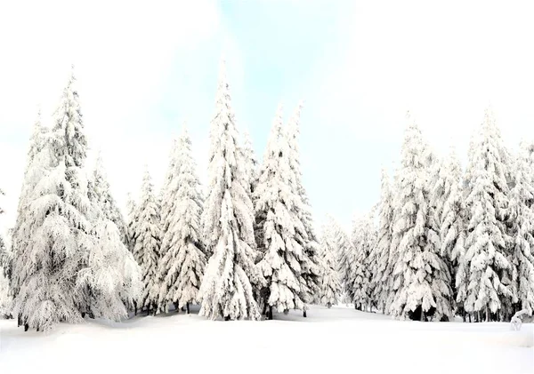 Kışın Yakalanan Bir Ormanda Karla Kaplı Çam Ağaçlarının Alçak Açılı — Stok fotoğraf