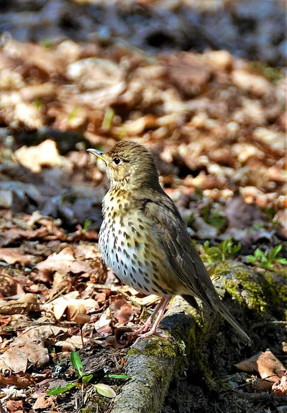 Птица Turdus Philomelos Земле — стоковое фото