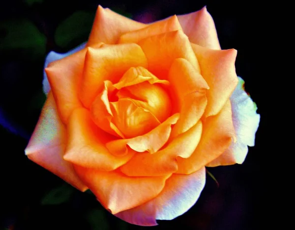 Selective Focus Shot Beautiful Bloomed Orange Rose — Stock Photo, Image