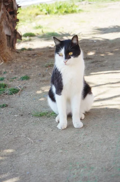 Chat Noir Blanc Aux Yeux Verts Pendant Journée — Photo