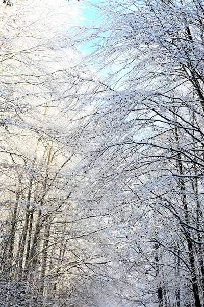 一根被雪覆盖的树枝的垂直拍 — 图库照片