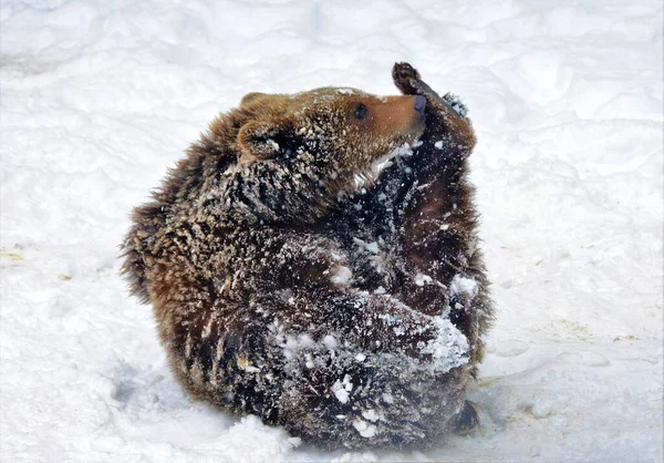Крупный План Медведя Играющего Снегу — стоковое фото