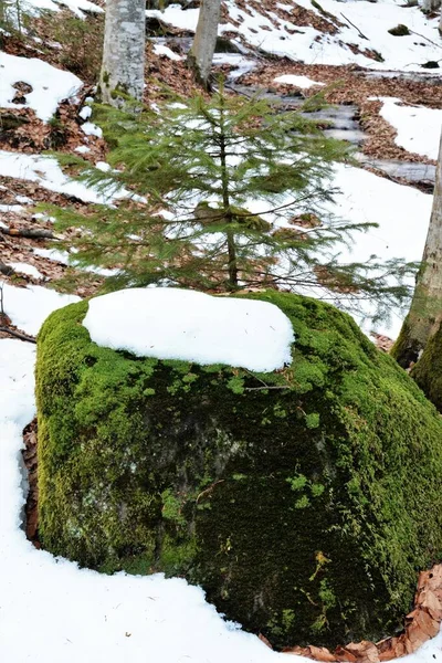 Plan Vertical Une Petite Couche Neige Sur Une Roche Mousseuse — Photo