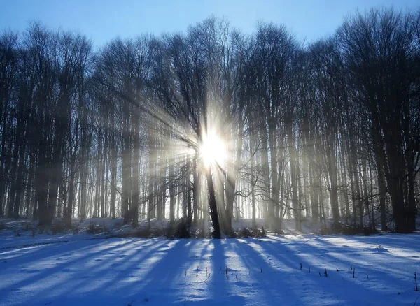 Breathtaking View Sun Shining Tall Trees Snow Covered Field — Stock Photo, Image