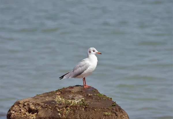 White Gray Seagull Sitting Stone Sea Background — Stock Photo, Image