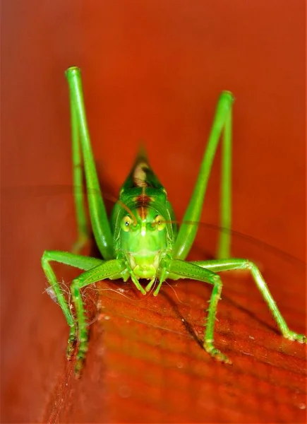 Ένα Πράσινο Έντομο Tettigonia Viridisma Κοντινή Απόσταση — Φωτογραφία Αρχείου