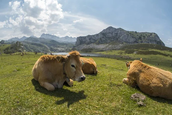 Uma Foto Tirar Fôlego Parque Nacional Picos Europa Com Vacas — Fotografia de Stock