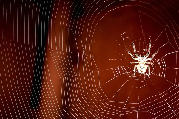 Nuctenea Umbratica Spider Web — стоковое фото