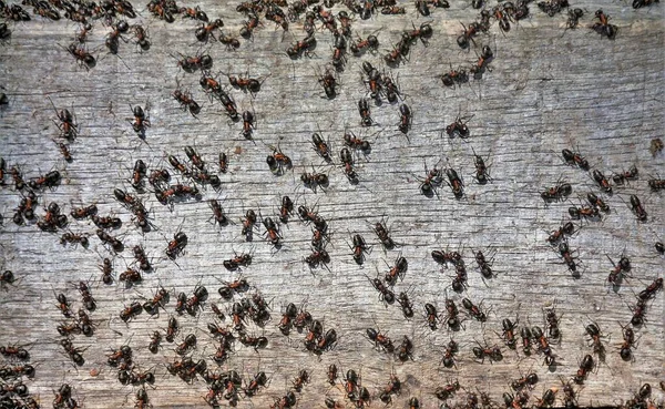 Mnoho Mravenců Tabuli — Stock fotografie
