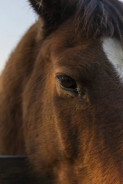 Primer Plano Del Ojo Caballo Castaño — Foto de Stock