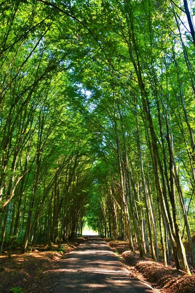 Elbűvölő Táj Egy Ösvény Körül Sok Zöld Fák Erdőben — Stock Fotó