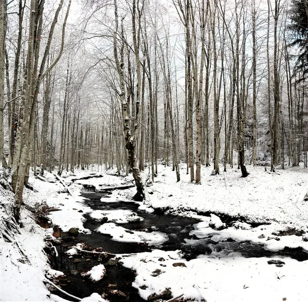 背の高い裸の木で雪に覆われた森を通って行く小川の美しい景色 — ストック写真