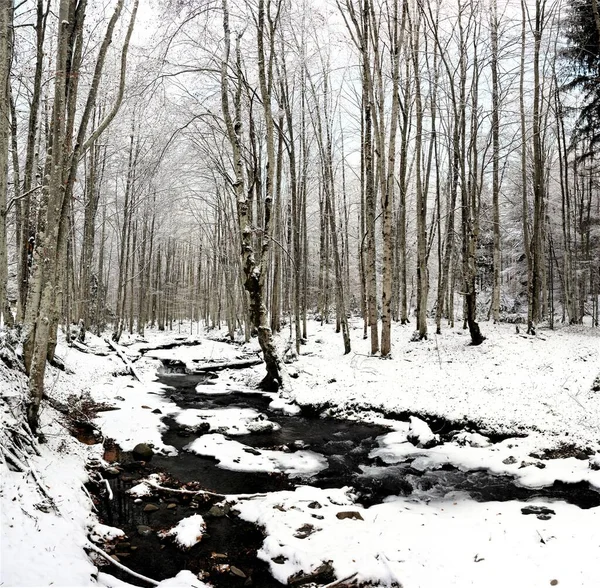 Une Belle Vue Sur Ruisseau Traversant Forêt Enneigée Avec Grands — Photo