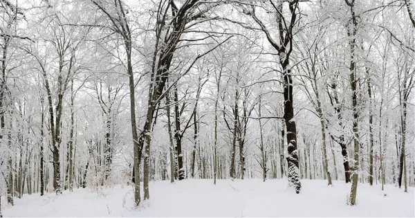 Árvores Nuas Altas Cobertas Pela Neve Floresta Inverno — Fotografia de Stock
