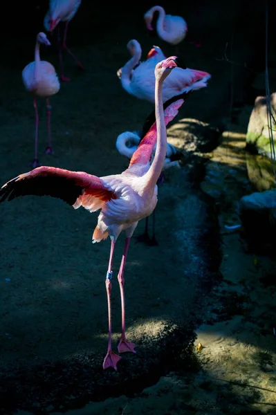 Divertido Flamenco Mayor Saliendo Del Lago Zoológico —  Fotos de Stock