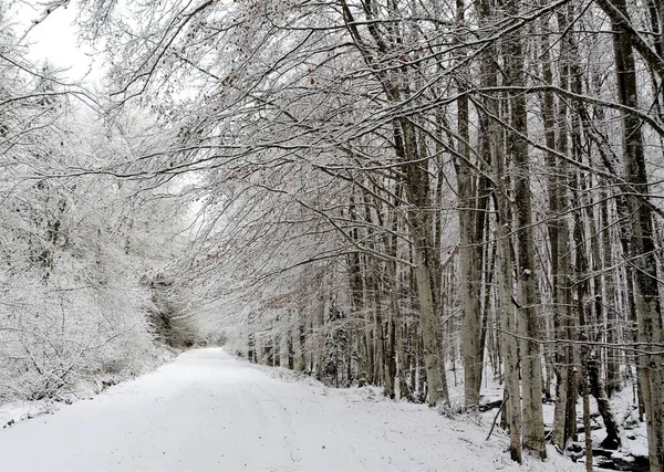 Une Route Travers Une Forêt Couverte Neige Hiver — Photo