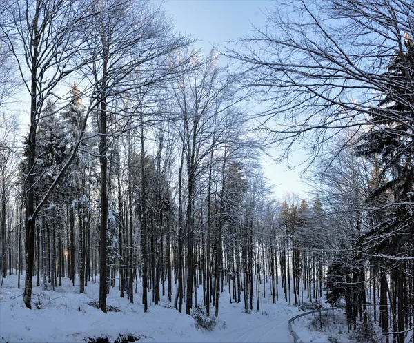 Több Száz Csupasz Fényképe Egy Gyönyörű Hófödte Erdőben — Stock Fotó