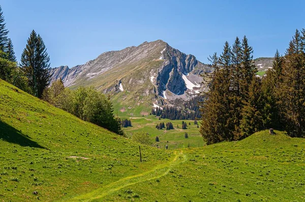 Árvores Nas Montanhas Dos Alpes Swizz Suíça — Fotografia de Stock