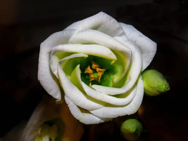 Ένα Κοντινό Πλάνο Ενός Όμορφου Λευκού Λουλουδιού Λισιάνθου — Φωτογραφία Αρχείου