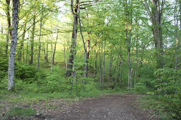 Beau Plan Sentier Pédestre Avec Des Arbres Verts Dans Forêt — Photo