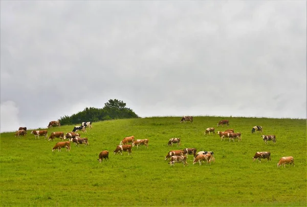 Una Manada Vacas Que Pastan Campo Verde Día Sombrío —  Fotos de Stock