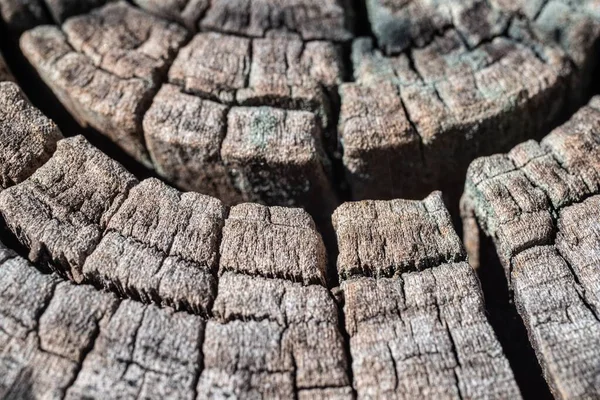 Крупный План Текстуры Дерева Фон — стоковое фото