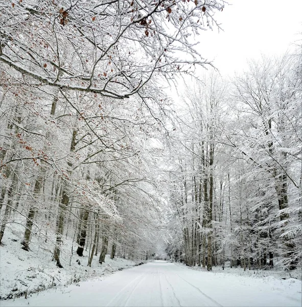 Hermoso Camino Cubierto Nieve Rodeado Altos Árboles Capturados Frío Día — Foto de Stock