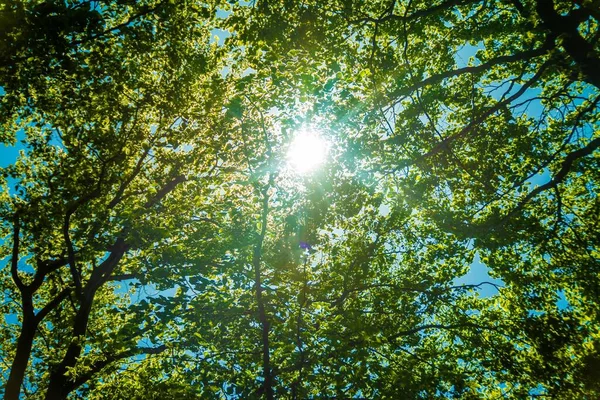 Sol Visto Entre Ramos Verdes Das Árvores — Fotografia de Stock