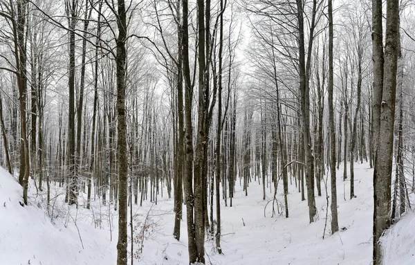 Een Prachtig Uitzicht Hoge Kale Bomen Gevangen Een Besneeuwd Bos — Stockfoto